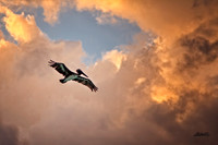 Birds - 008