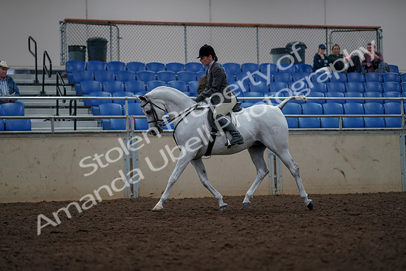 2019 Morgan Horse Show - Aug 31, 2019 - 14891