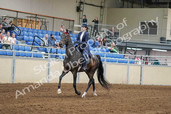 2020 - AB Morgan Horse - Sat, Sept 05 - 06253