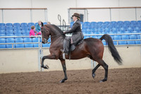 2019 Morgan Horse Show - Aug 30, 2019 - 27868