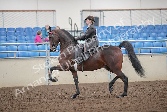 2019 Morgan Horse Show - Aug 30, 2019 - 27868