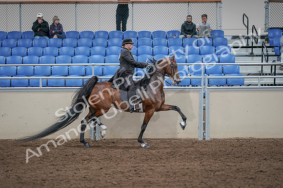 2020 - AB Morgan Horse - Fri, Sept 04 - 09830