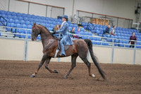 2020 - AB Morgan Horse - Sun, Sept 06 - 00019