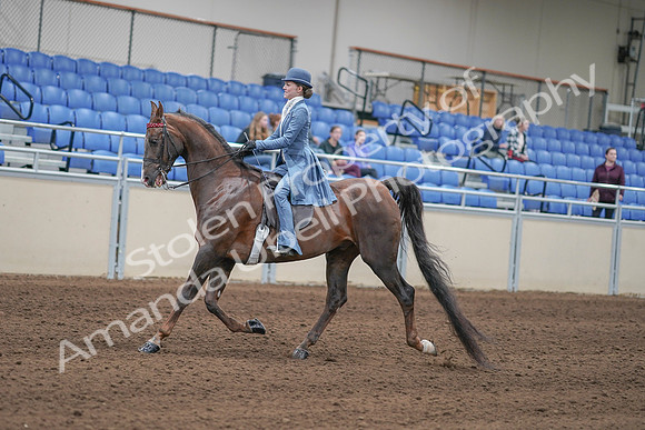 2020 - AB Morgan Horse - Sun, Sept 06 - 00019