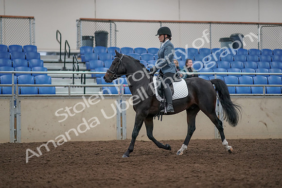 2019 Morgan Horse Show - Aug 31, 2019 - 07162