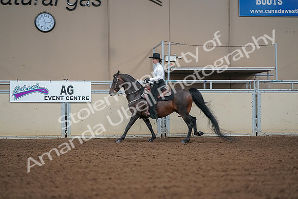 2019 Morgan Horse Show - Aug 30, 2019 - 16831