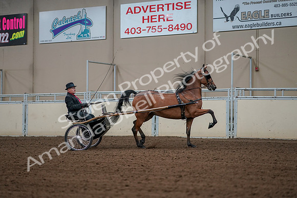 2019 Morgan Horse Show - Aug 30, 2019 - 13423