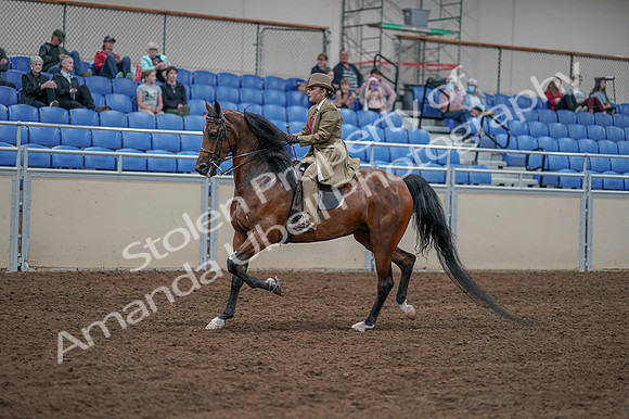 2020 - AB Morgan Horse - Fri, Sept 04 - 11171