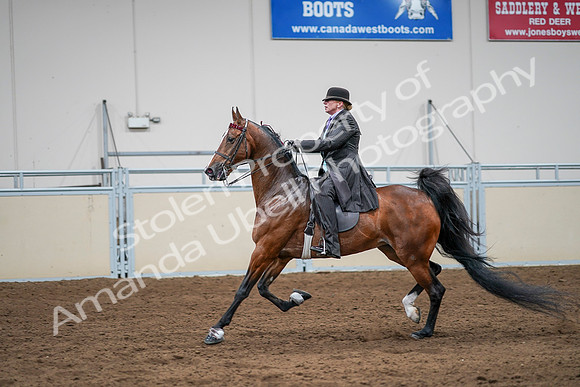 2020 - AB Morgan Horse - Sat, Sept 05 - 13190