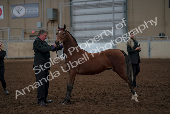 2019 Morgan Horse Show - Aug 30, 2019 - 25586