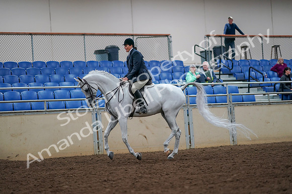 2019 Morgan Horse Show - Aug 30, 2019 - 17404