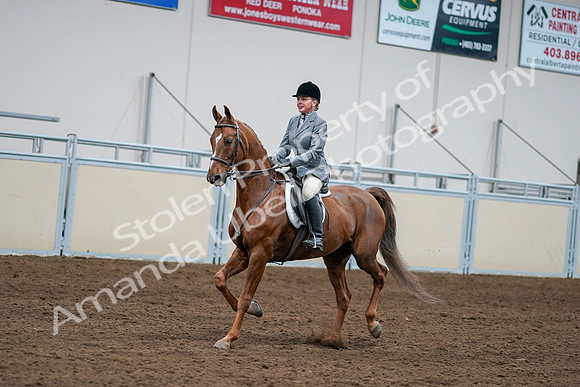 2020 - AB Morgan Horse - Sat, Sept 05 - 03271