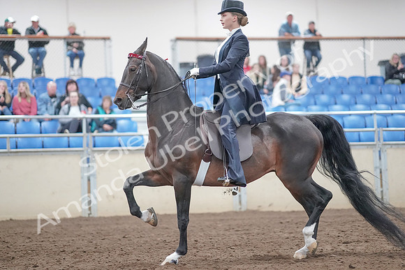 2019 Morgan Horse Show - Aug 31, 2019 - 20464