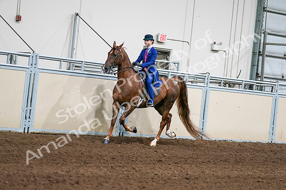 2020 - AB Morgan Horse - Fri, Sept 04 - 04955