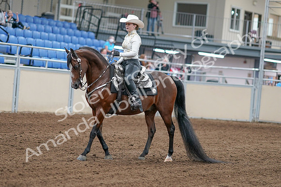 2020 - AB Morgan Horse - Fri, Sept 04 - 08248
