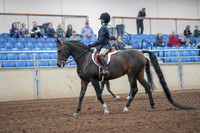 2019 Morgan Horse Show - Aug 31, 2019 - 19387