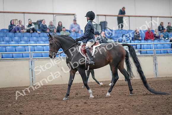 2019 Morgan Horse Show - Aug 31, 2019 - 19387