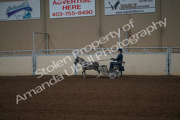 2019 Morgan Horse Show - Aug 31, 2019 - 04319