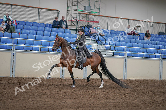 2020 - AB Morgan Horse - Fri, Sept 04 - 09545