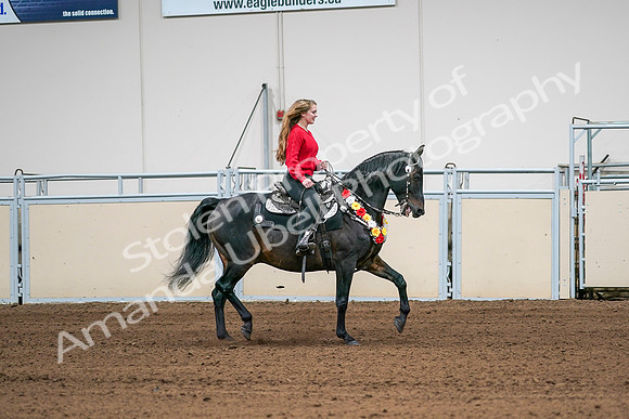 2020 - AB Morgan Horse - Sat, Sept 05 - 10475