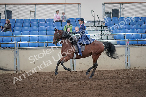 2019 Morgan Horse Show - Aug 31, 2019 - 09458