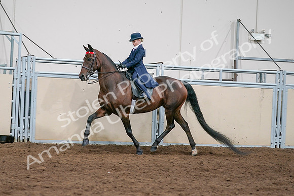 2020 - AB Morgan Horse - Sat, Sept 05 - 04922