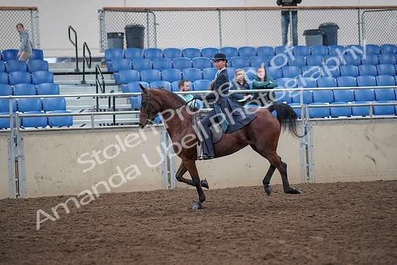 2019 Morgan Horse Show - Aug 31, 2019 - 08853