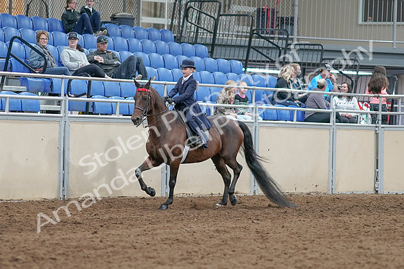 2020 - AB Morgan Horse - Sat, Sept 05 - 04752