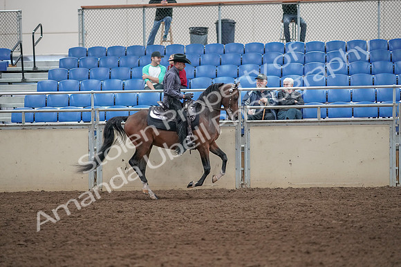 2019 Morgan Horse Show - Aug 31, 2019 - 06148
