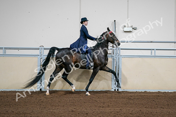 2020 - AB Morgan Horse - Sat, Sept 05 - 06319