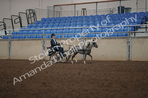 2019 Morgan Horse Show - Aug 31, 2019 - 04497