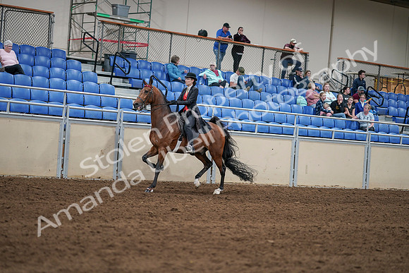 2020 - AB Morgan Horse - Sat, Sept 05 - 06721