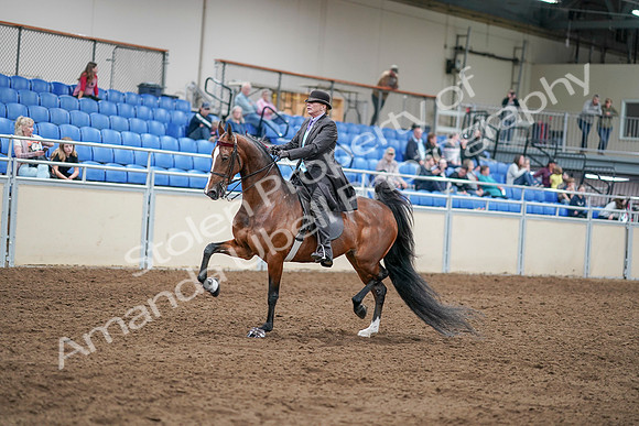2020 - AB Morgan Horse - Sat, Sept 05 - 12915