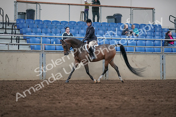 2019 Morgan Horse Show - Sept 01, 2019 - 08511