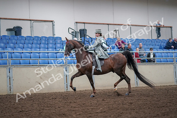 2019 Morgan Horse Show - Aug 30, 2019 - 17767