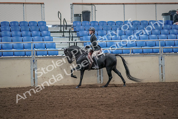 2019 Morgan Horse Show - Aug 31, 2019 - 05058