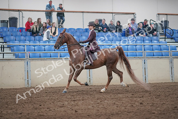 2019 Morgan Horse Show - Aug 31, 2019 - 20400