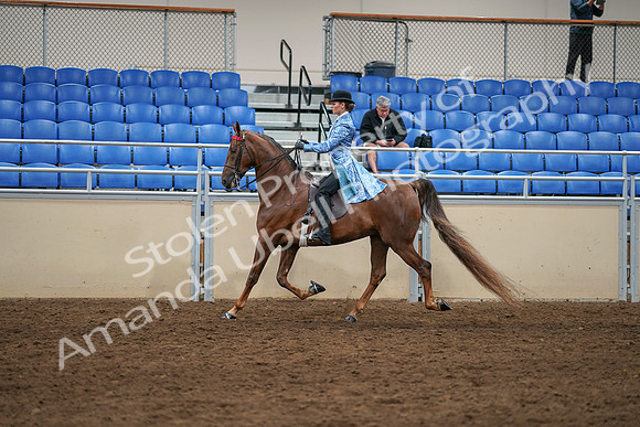 2020 - AB Morgan Horse - Sat, Sept 05 - 03319