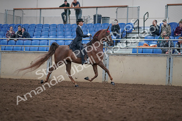 2019 Morgan Horse Show - Aug 31, 2019 - 20687