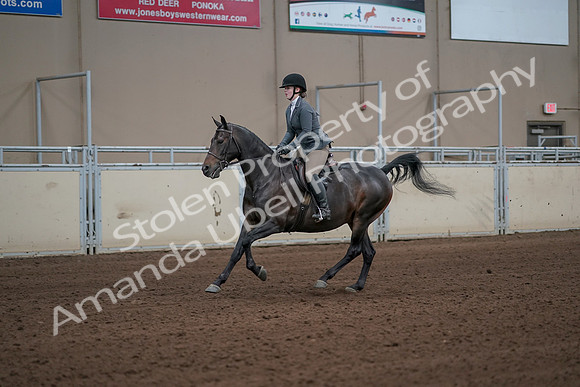 2019 Morgan Horse Show - Sept 01, 2019 - 10975