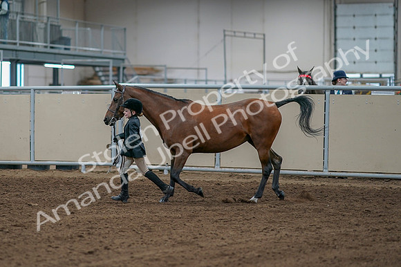 2020 - AB Morgan Horse - Fri, Sept 04 - 00746