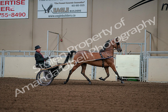 2019 Morgan Horse Show - Aug 30, 2019 - 13440