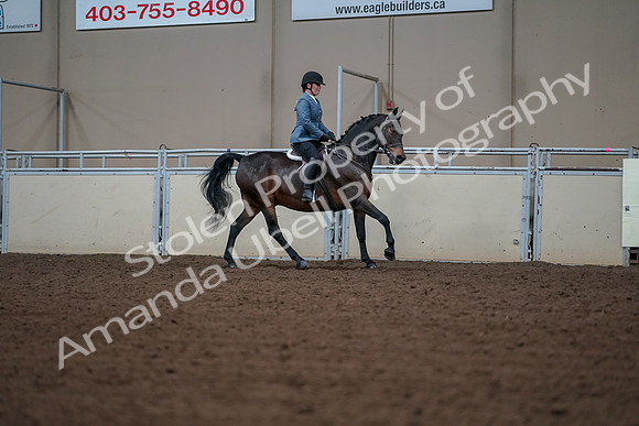 2019 Morgan Horse Show - Aug 30, 2019 - 18583