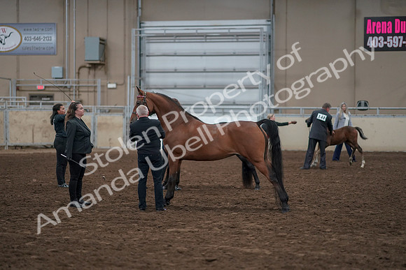 2019 Morgan Horse Show - Aug 31, 2019 - 00876