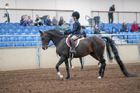 2019 Morgan Horse Show - Aug 31, 2019 - 19391