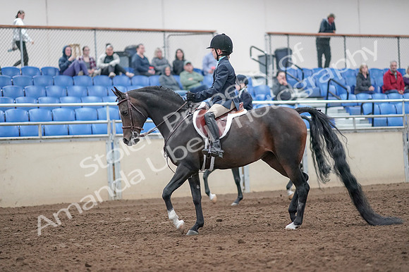 2019 Morgan Horse Show - Aug 31, 2019 - 19391