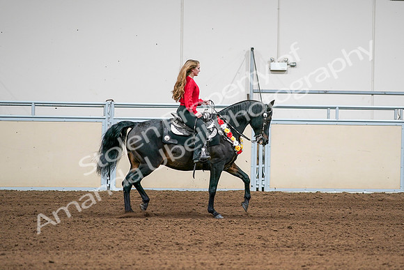 2020 - AB Morgan Horse - Sat, Sept 05 - 10481
