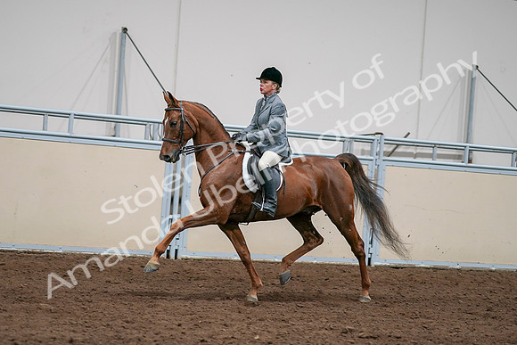 2020 - AB Morgan Horse - Sat, Sept 05 - 03068
