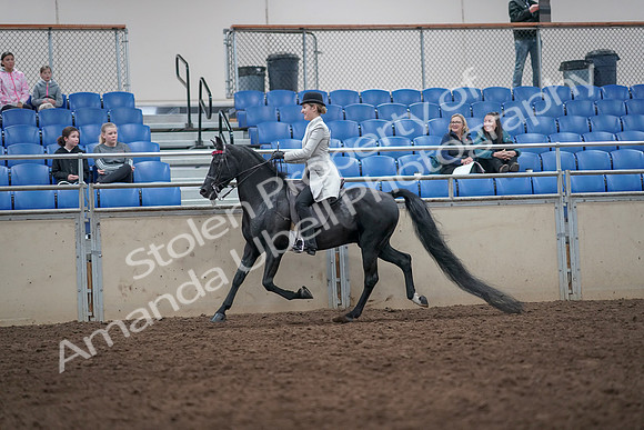2019 Morgan Horse Show - Aug 31, 2019 - 09235