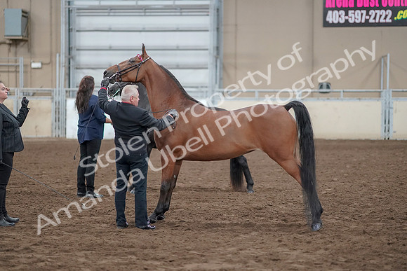 2019 Morgan Horse Show - Aug 31, 2019 - 00891